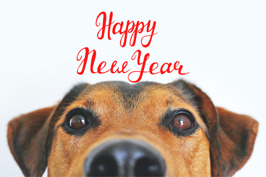 New Year’s Eve Safety Tips For Pets
