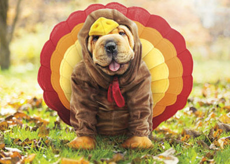 Thanksgiving pet safety
