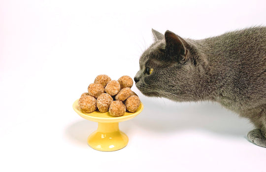 Dangerous Foods That Cats Can't Eat
