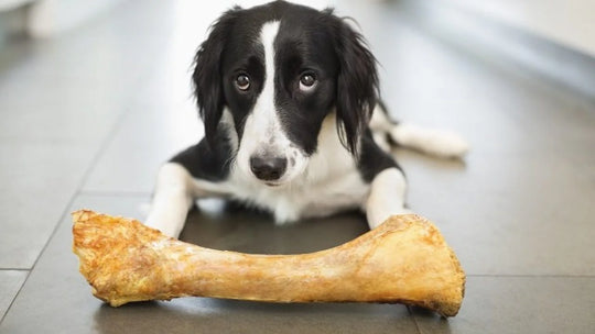 What Do You Need To Know About My Dogs Bones?