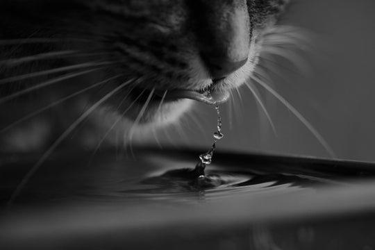 How to Satisfy Your Cat’s Obsessions with Running Water?