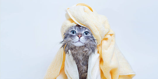How to Bathe Your Kitten or Adult Cat?