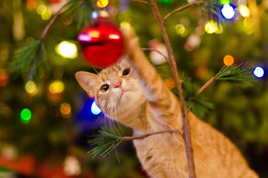 How to Cat-Proof Your Christmas Tree