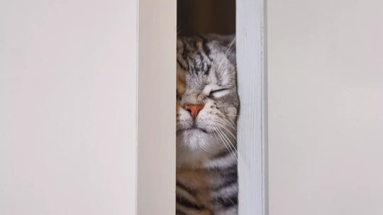 Why does my cat hate when I close the door?