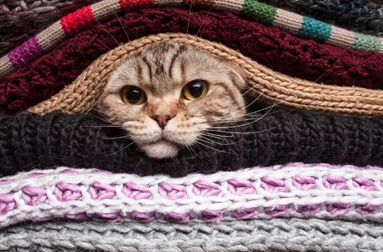 How to Keep Cats Warm in Winter
