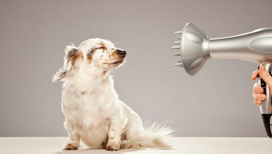 Is It Safe To Blow Dry You Pet?