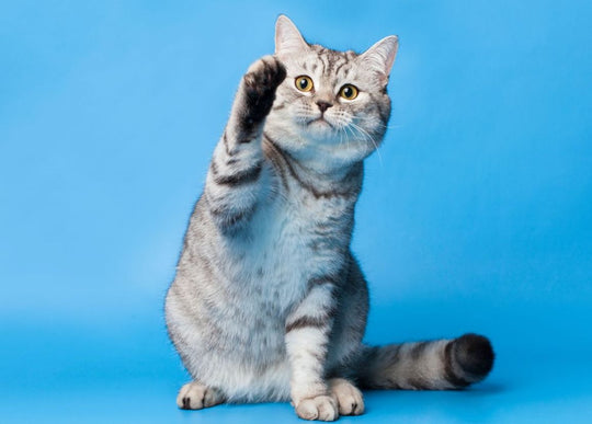 When do I need to trim my cat’s claws?