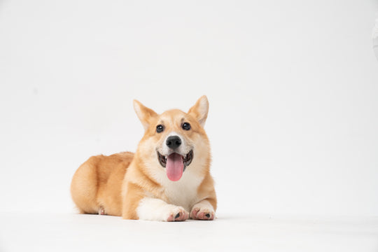 What Do You Know About Dog Shedding?