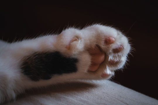 How to Stop a Cat from Scratching Your Couch