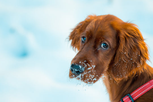 Winter Water That Can Put Your Dog in Danger