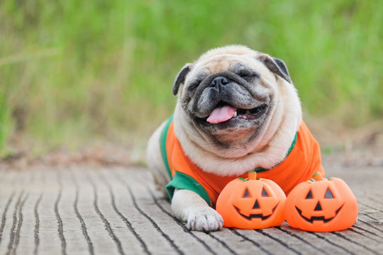 How Can I Keep My Pet Safe This Halloween?