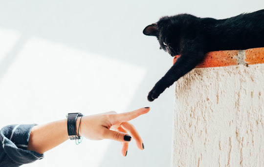 Things You Can Learn from Your Pets