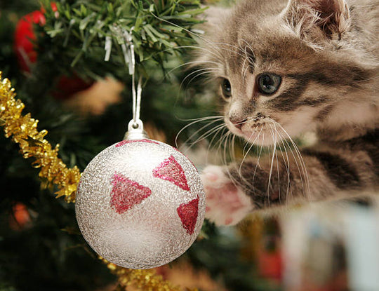 A Christmas Pets: Good Idea or Bad Idea?