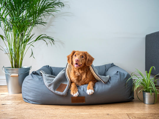 Simple Things You Can Do to Be a Great Pet Parent