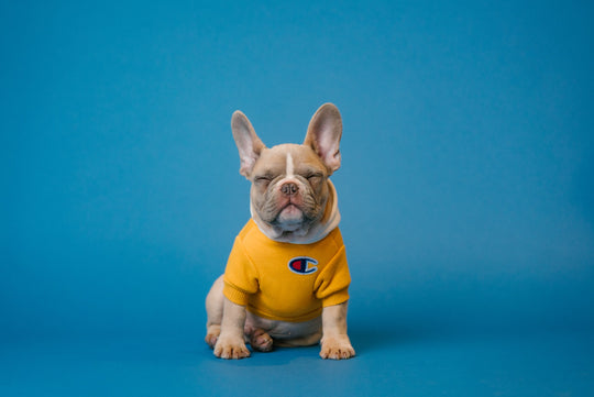 How to Remove Pet Odors