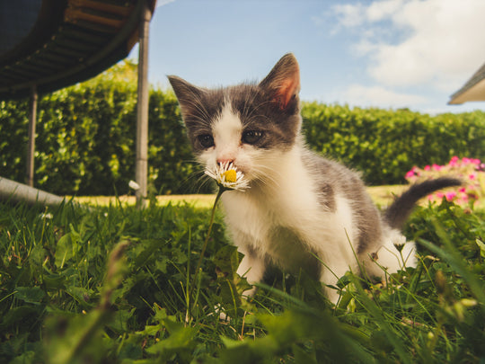 How to Enjoying Spring with Your Pet