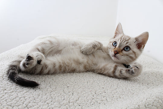 Do You Have a Velcro Kitty?