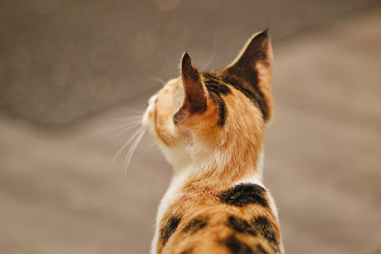 Why Do Cats Put Their Butts in Your Face?
