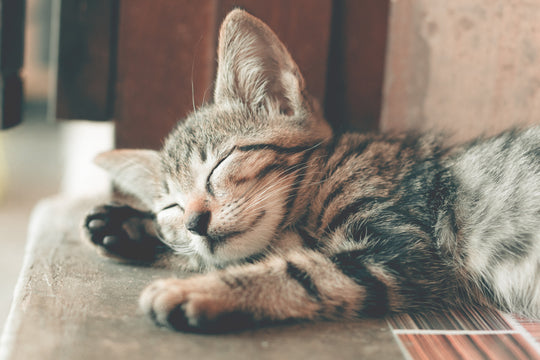 Fun Things to Do With Your Cat