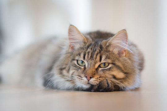 Signs Your Cat Secretly Hates You