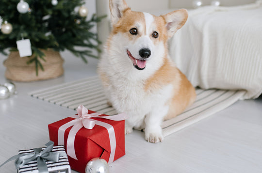 Fun Ways to Celebrate Christmas With Your Pets