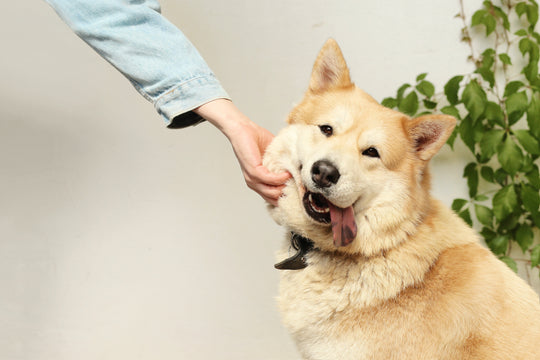 Some Cute Dogs That Don’t Shed Much