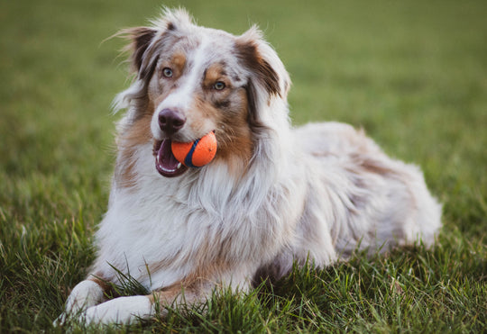 Great Ways to Exercise With Your Dog