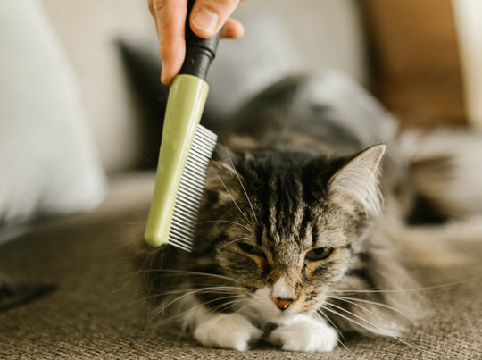 What you should know about Cat's Shedding？