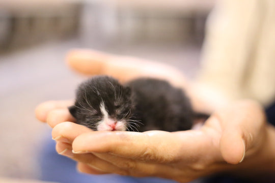 Things to Know Before Getting a Cat
