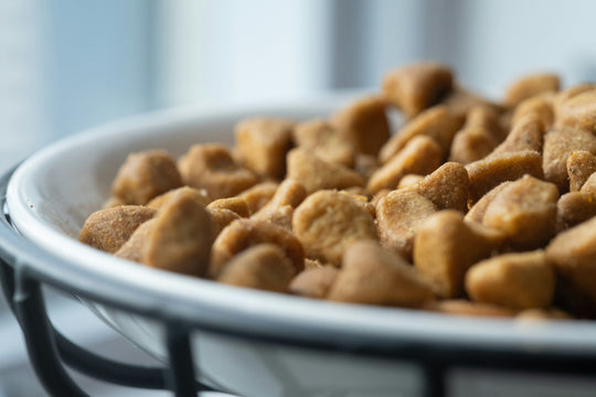 Wet Food or Dry Food: Which is the Best for Your Pet?