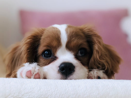 Do you know dog might have separation anxiety?
