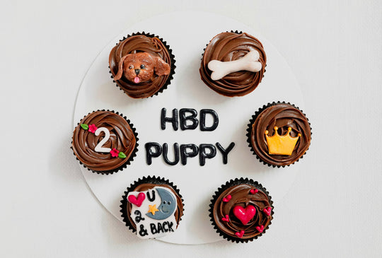 Ideas to Celebrate Your Dog's Birthday