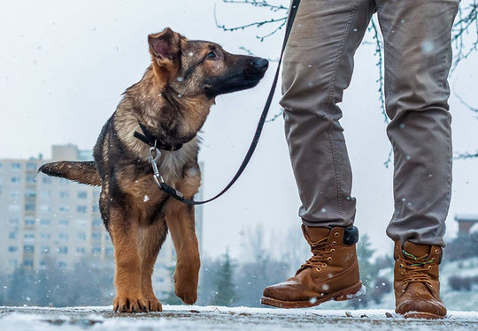 Dog Breeds for Winter Active Lifestyles